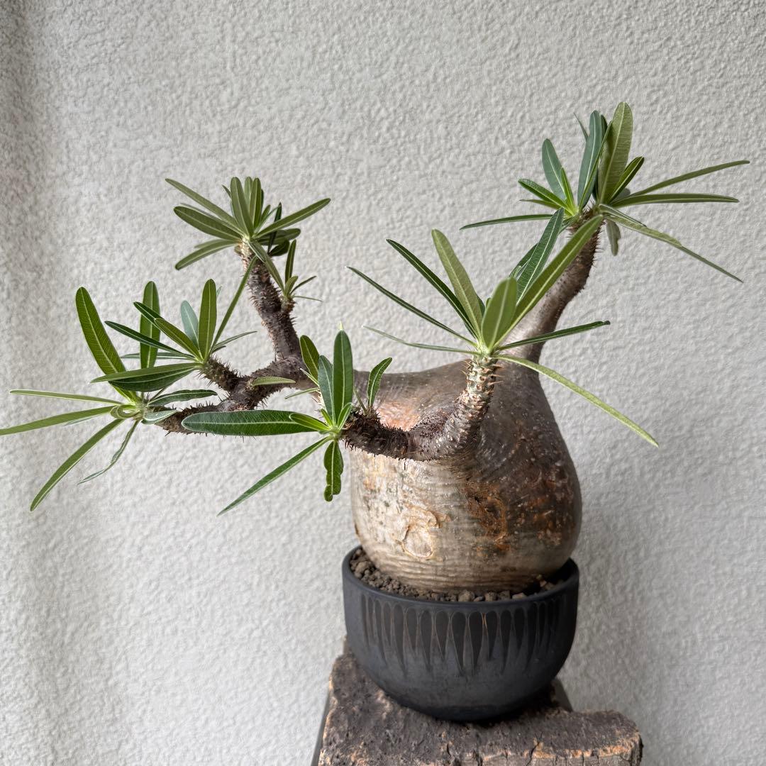 【現地球・発根済み】パキポディウム・グラキリス 極太塊根 迫力のフォルム 園芸ネット本店｜パキポディウム：グラキリス（発根済み・現地球） 4号