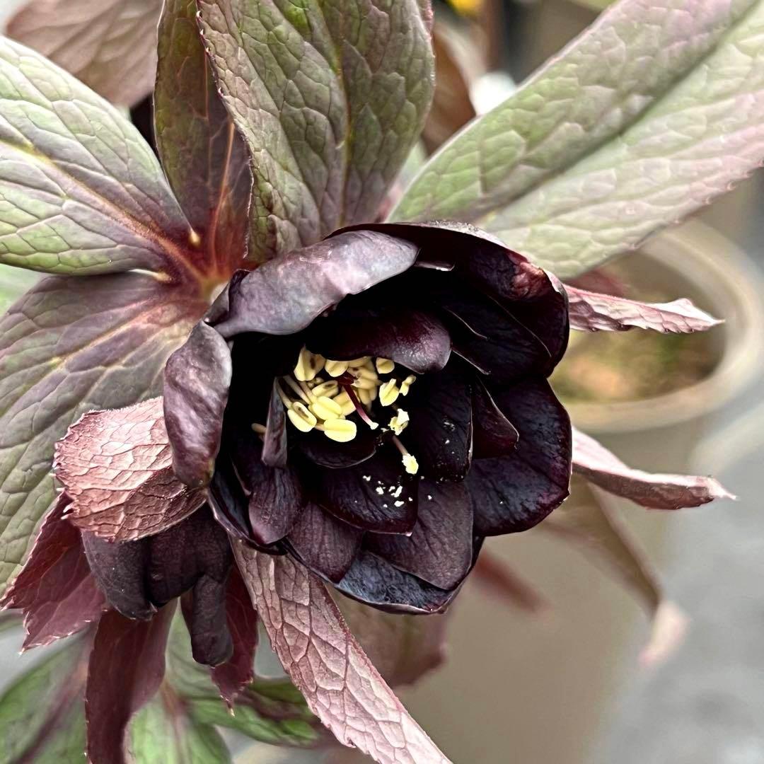 ☘️蕾花タグ付☘️超レア☘️6号⭐️DD⭐️BLACK⭐️llic⭐️Ashwood⭐️