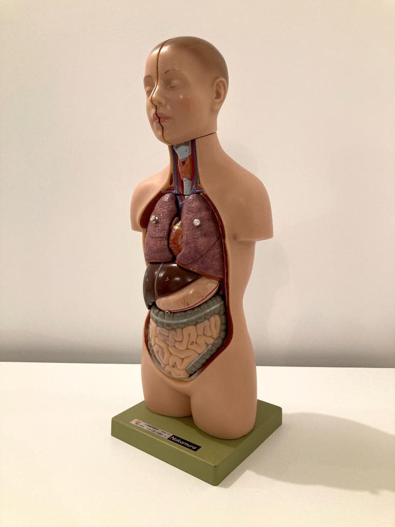 ドイツ ソムソ社製 SOMSO 人体解剖模型 無料健康相談付 ソムソ社 15分解脳模型 bs25 鍼灸 模型 : Shop de