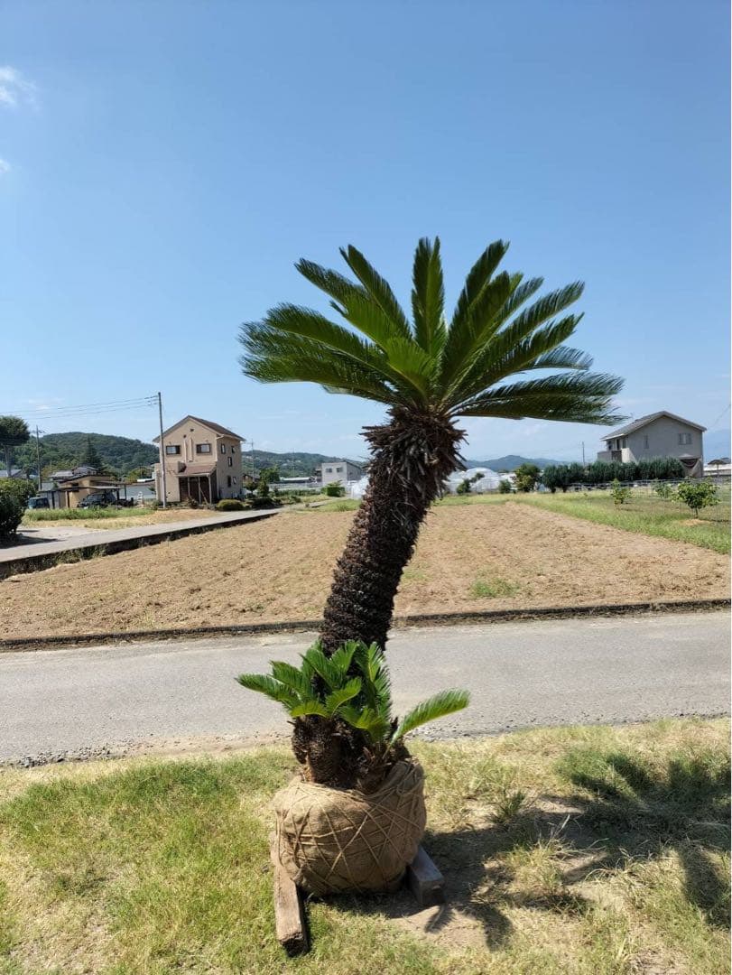 ソテツ DETOOLZ DZ-MT1004-S001-G01 (Motosapa) - Preturi