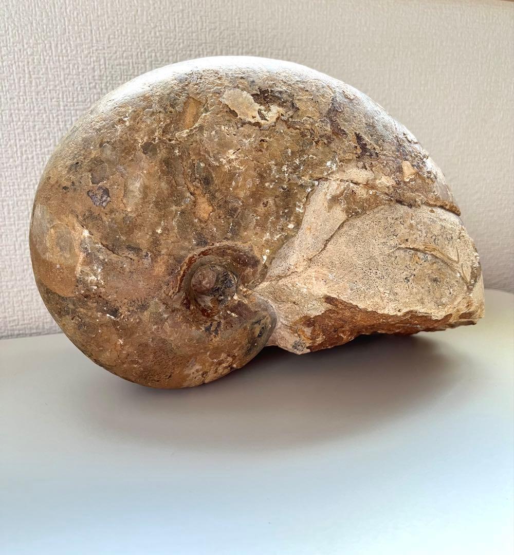 オウムガイ化石　モロッコ産　特大 Amazon | デボン紀アンモナイトの化石【Platyclymeniasp.】【864g