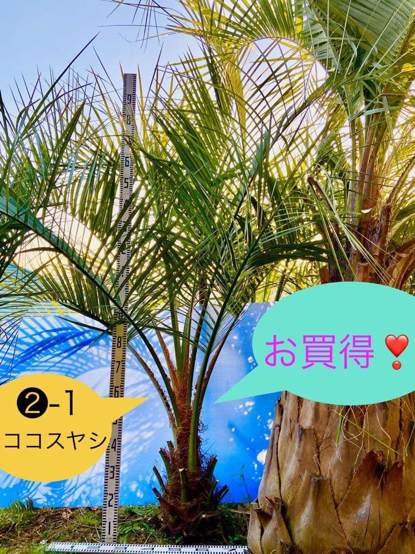 ❷-1 ココスヤシ　超耐寒性 147550059.jpg?cmsp_timestamp=