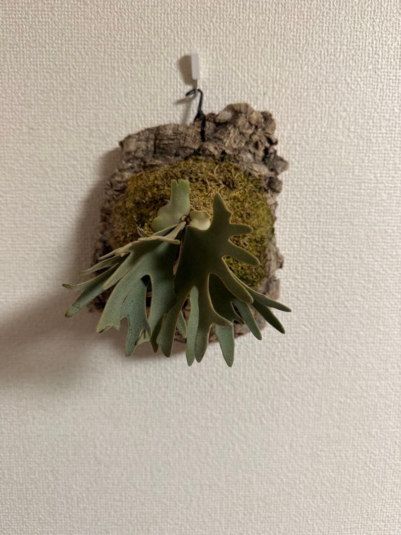 ビカクシダ P.willinckii OMG spore P.willinckii.OMG