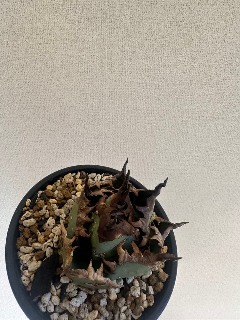 アガベ チタノタ　不良　子株 Agave titanota 子株 / 3号 /アガベ チタノタ ※発根済② | THE SPIKY