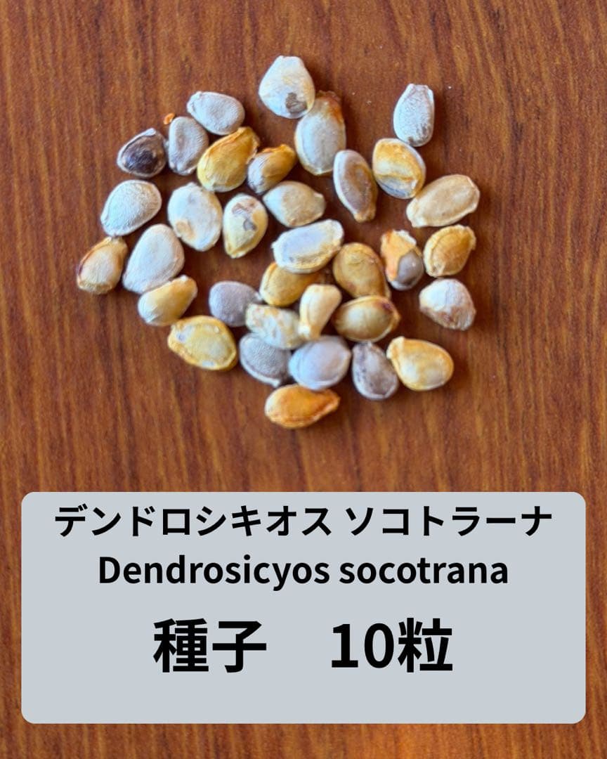 デンドロシキオス　ソコトラーナ　種子10粒 多肉植物：デンドロシキオス ソコトラーナ*塊幅2.8cm 現品！一品限り