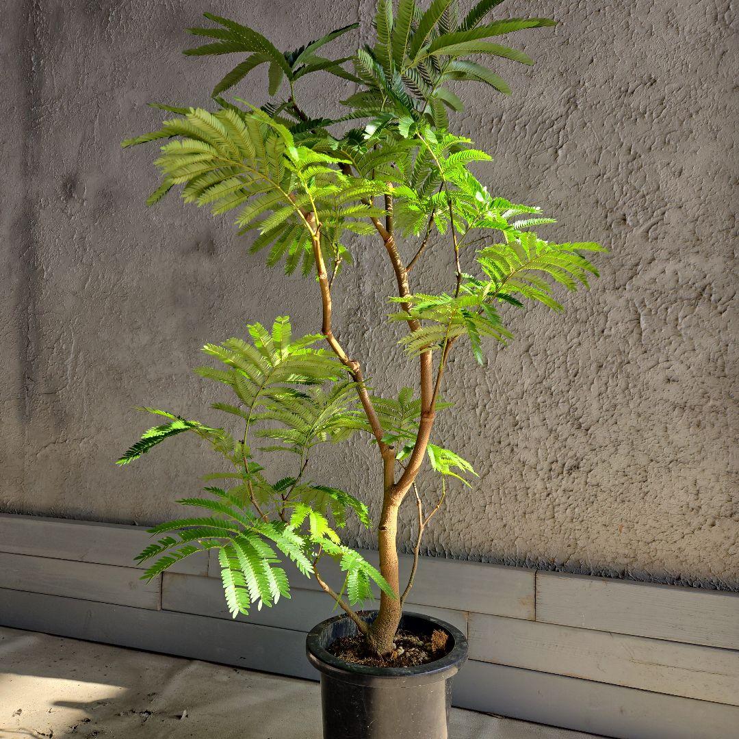 ⑭　エバーフレッシュ　８号　最高等級極上品‼️ 観葉植物 8号 エバーフレッシュ」の人気商品一覧 | 安い商品を通販