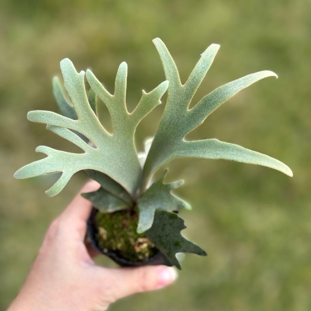 P. willinckii ’Jenny’ TC 2146 (大サイズ) P. willinckii 'Jenny' TC 2146 (大サイズ) P. willinckii 'Jenny' TC