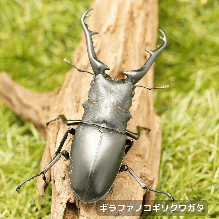 ギラファノコギリクワガタ | クワガタ・カブトムシ飼育情報 | 月夜野